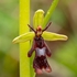 Fly Orchid (Ophrys insectifera)