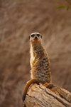 MeerKat sentry duty-5777