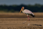 South Luangwa National Park - April 2024 portfolio