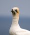 Gannet