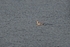 Grey Phalarope
