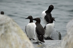 Common Guillemots
