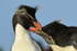 Rockhopper Penguins preening each other, Sea Lion Island, Falklands