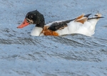 Shelduck 3
