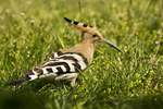 Hoopoe
