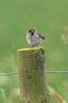 Young Tree Sparrow front view, RSPB Bempton Cliffs