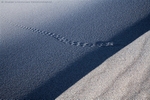 Tracks