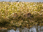 Common Snipe