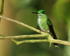 Green-crowned Brilliant, Del Toro waterfall gardens, Costa Rica