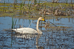 Whooper Swan