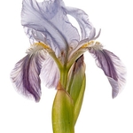 Twin-flowered Iris (Iris bicapitata)