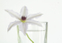 CLEMATIS AND CLEAR VASE