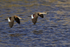 Crested Duck pair flying, Chile