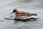 Red-necked Phalarope