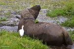 _M7B0107 3 Amboseli