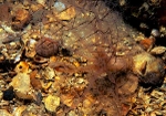 Thyone roscovita