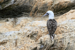 Peruvian Booby showing back feathers, Chanaral Island, Chile