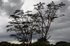 Marabou Stork Roost