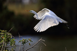Great Egret approaches island, Venice Rookery, Florida