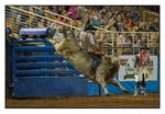 Bull Riding 1