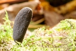 Dead Mans Fingers - Xylaria polymorpha