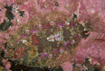 Phrynorhombus norvegicus