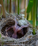Common Cuckoo (Cuculus canorus) ejecting Reed Warbler (Acrocepha