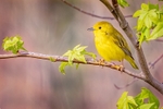 Yellow Warbler