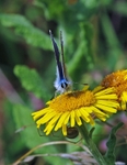 Common Blue