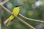 Boat-billed Flycatcher, Costa Rica
