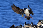 Imperial Shag hovering above colony, Carcass Island, Falklands