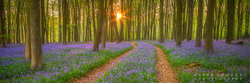 Bluebell Wood