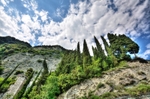 Cypress Trees