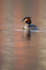 GREAT CRESTED GREBES ref Grebe 10