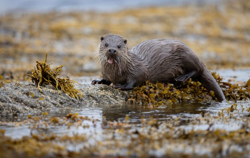 Eurasian Otter - Isle of Mull - Scotland