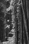 Poison Ivy on Redwood - Mono