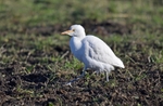 October to December 2014 - Cattle Egret