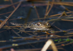 Common Toad - Bufo bufo RPNP0045
