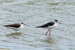 Black-winged Stilts