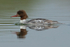 Goosander swimming, Farmoor Reservoir, Oxfordshire