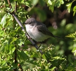Lesser Whitethroat