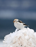 Snow Bunting
