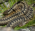 2 Adders, Isle of Mull, Scotland July 2015