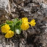 Bear's Ear Primrose (Primula auricula)