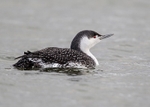 Red-throated Diver portfolio
