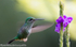 Many-spotted Hummingbird