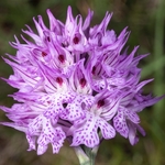 Toothed orchid (Neotinea tridentata) formnerly known as Orchis tridentata