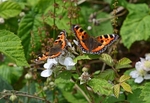 July to August 2013 - Small Tortoiseshells