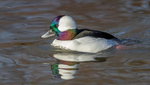 Bufflehead
