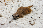 Meerkats portfolio